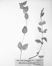 Puccinia menthae image